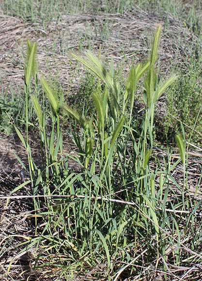  Hordeum murinum ssp.glaucum